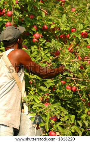 Man Picking Apples