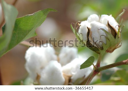 Cotton Plant Closeup