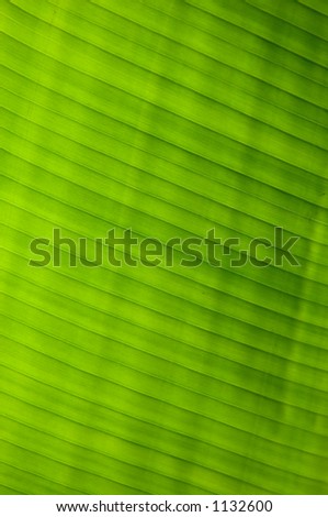 Taro Leaf Detail