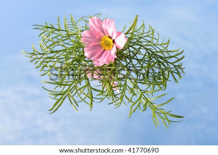 Cosmea flower laying on a mirror beneath a blue sky