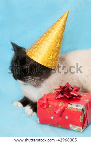 Cat with bow and cap on a blue background near the present