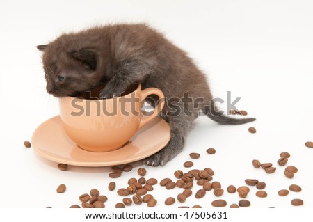 coffee kitten