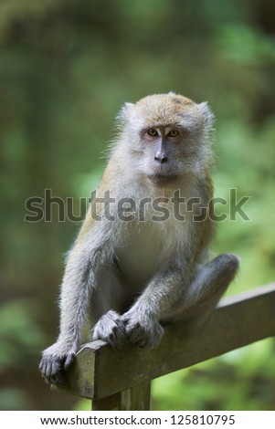 Monkey in Singapore nature reserve Bukit Timah