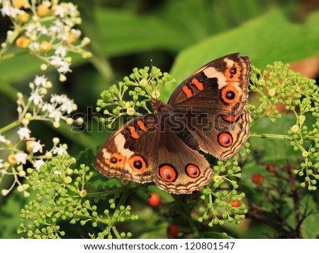 A beautiful Buckeye butterfly