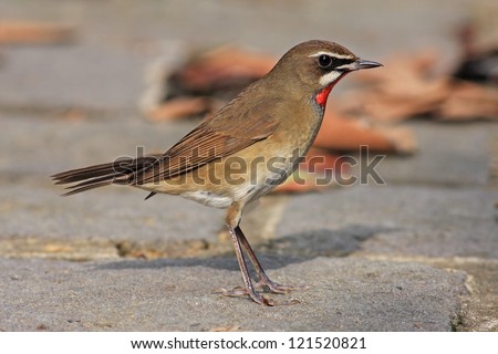 Siberian Rubythroat  (male bird)