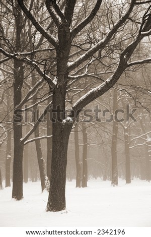 Misty winter trees landscape. Sepia toned. Retro look
