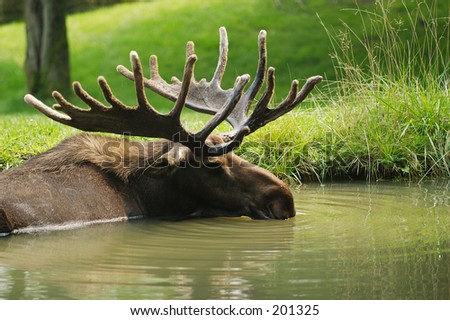 Moose taking a break in a pond