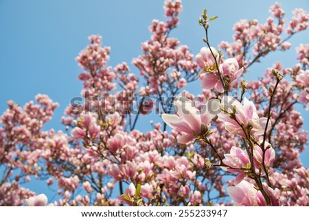 Magnolia tree blossom. Magnolia soulangeana alexandrina