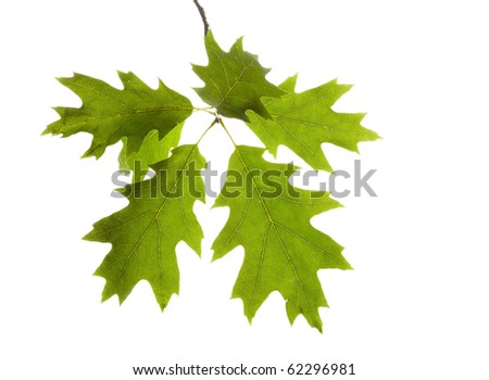 Oak Tree Leaves Stock Photo 62296981 : Shutterstock