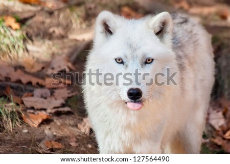 Arctic Wolf Sticking his Tongue Out at the Camera