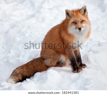Young Red Fox in the Snow Looking at the Camera