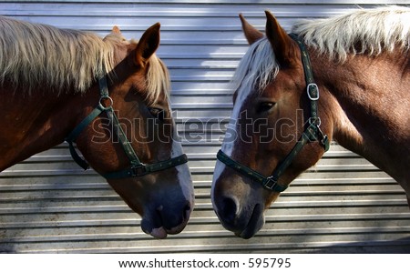 Two Horses Talking Head-to-Head
