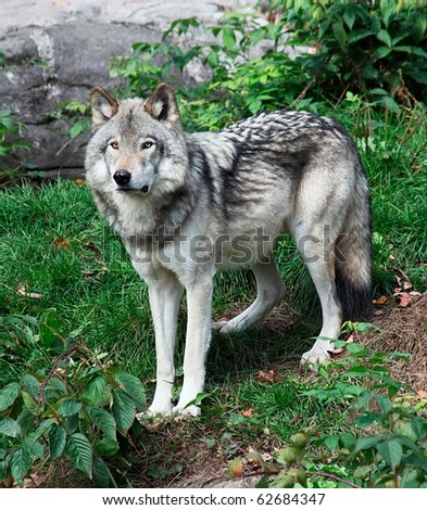 Gray Wolf Standing Looking Ahead