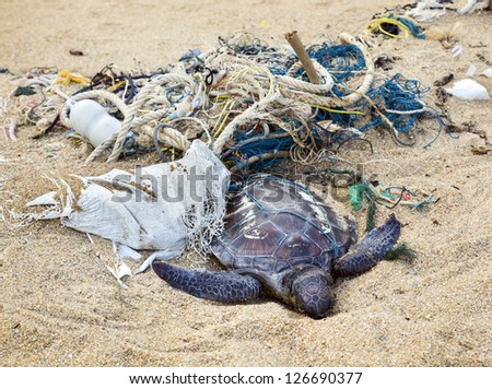 Dead turtle entangled in fishing nets on the sand