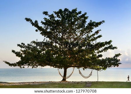 Lonely tree on the beach ocean with hammocks Running woman along shore in early morning Lonely tree on the beach ocean with hammocks Running woman along shore in early morning