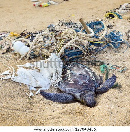 Dead turtle entangled in fishing nets on the ocean