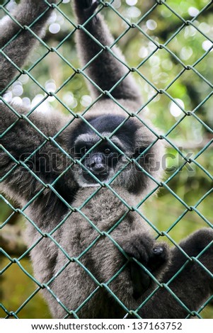 Portrait of sad monkey Gibbon in cage
