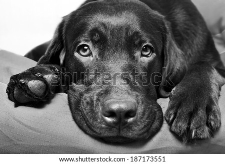 Chocolate Labrador Retriever dog lies and looks sad eyes. Black and white