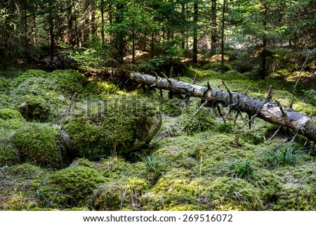 Stones and fallen dry tree covered with moss lying in dense forest