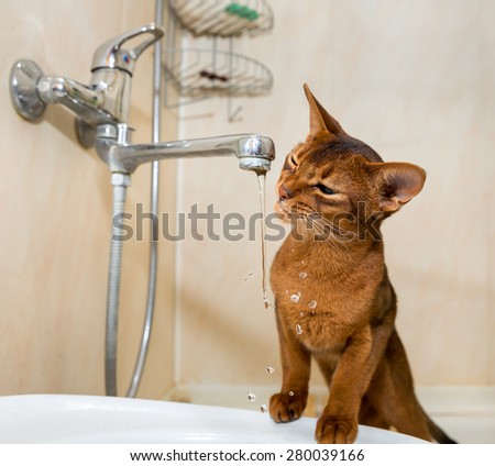 Abyssinian cat drinks water from the tap
