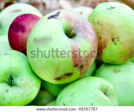 Natural wormy apples, collected in the autumn garden