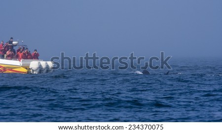 SAN JUAN ISLANDS, USA - AUGUST 2, 2005: Tourists in boat watching a Humpback Whale in the Pacific Ocean