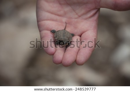 Loggerhead Turtle Hatchling on Palm of a human Hand - Caretta Caretta - Rescue after Flood Disaster in Olympos, Turkey,  Asia