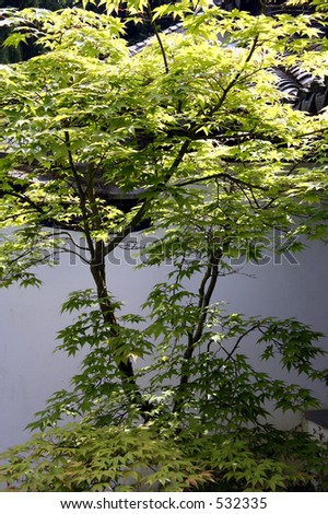 Green maple in a chinese garden