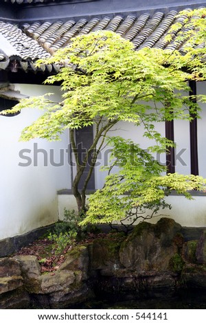 Green Maple in front of a wall around a chinese garden