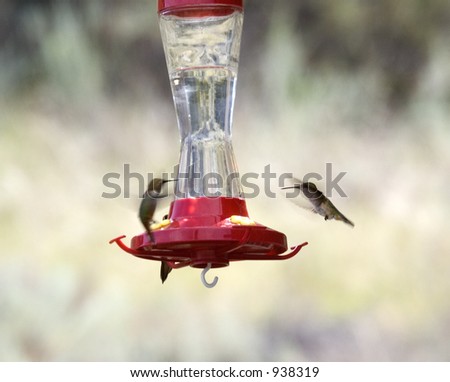 two hummingbirds at the feeder - with rapid flapping wings and motion blur - adobe RGB