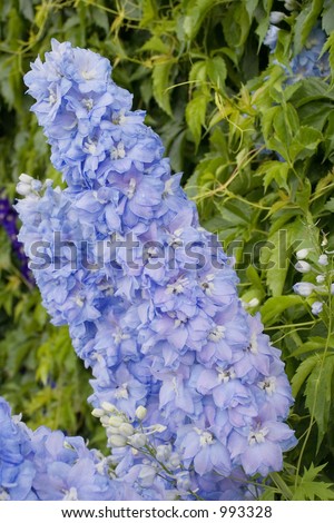 azure delphinium - in front of a wall with the climbing plant virginia creeper