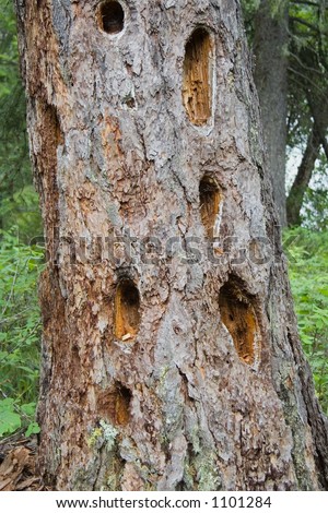 many holes in the bole of a giant tree - damage to the forests
