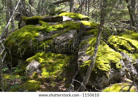 mossy large rocks in a magic forest - a rolling stone gathers no moss