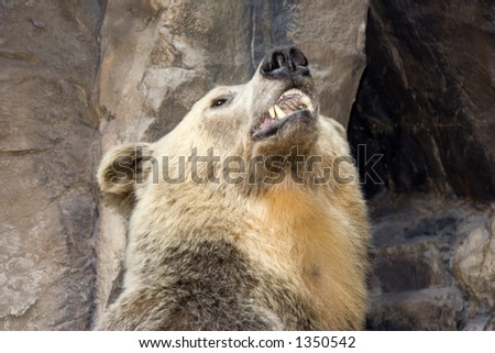 portrait of a grizzly bear - in a roaring pose