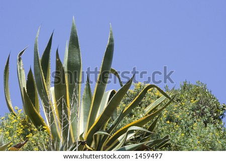century plant - succulent plant