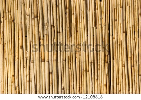 bamboo screen - close-up