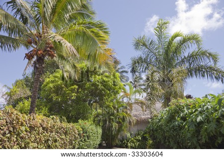 Coco Palms and palm-thatched Hut, Polynesia