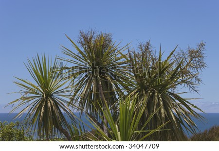 Cabbage Palms, New Zealand