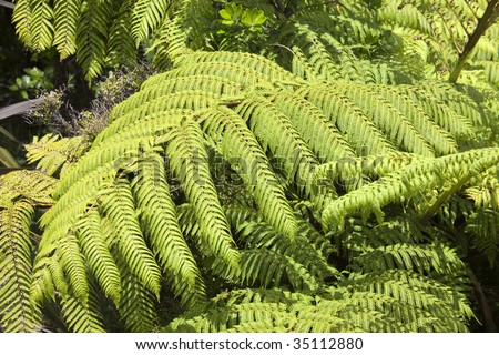 Tree Ferns - North Island, New Zealand