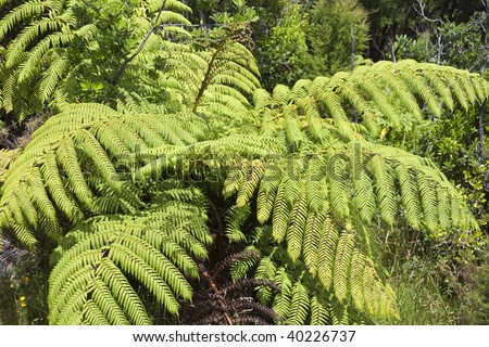 Tree Ferns - New Zealand
