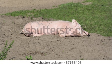 Sleeping pig on earth - Marl, North Rhine Westfalia, Germany