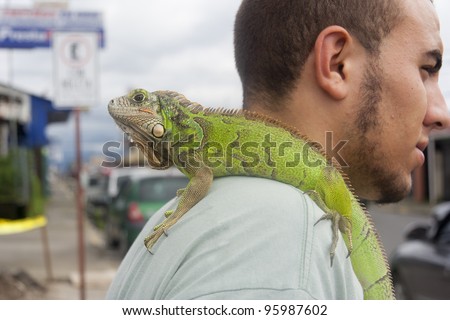 SAN JOSE, COSTA RICA - AUGUST 31: Man carrying green iguana on his shoulder in San Jose, Costa Rica on August 31, 2008. Iguanas are large lizards native to South and Central America.