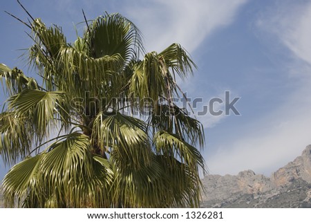 A palm-tree in the mountain