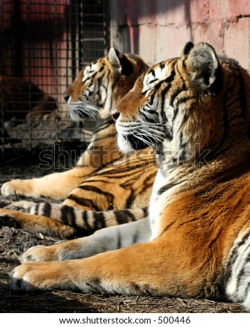 Two year old tigers at 