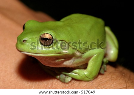 Golden Eyed Tree Frog on Arm in East Australia