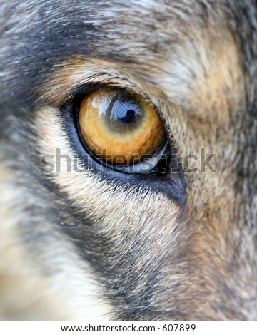 Eye of young wolf at Great Cats Preserve, Indiana