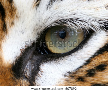 Sharp tiger eye macro from Great Cats of Indiana