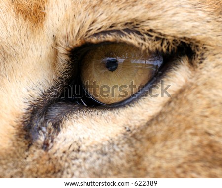 Female Tiger Eyeball (eye)