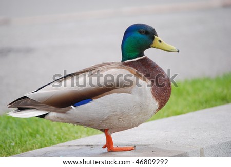 Wet Duck