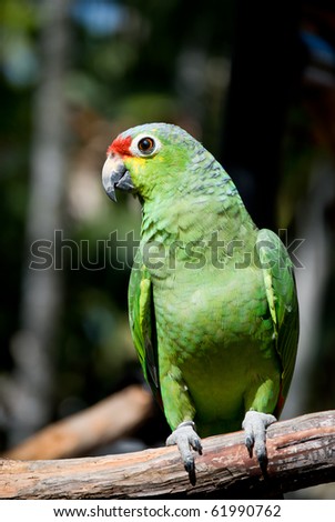 Green Parrot Photos